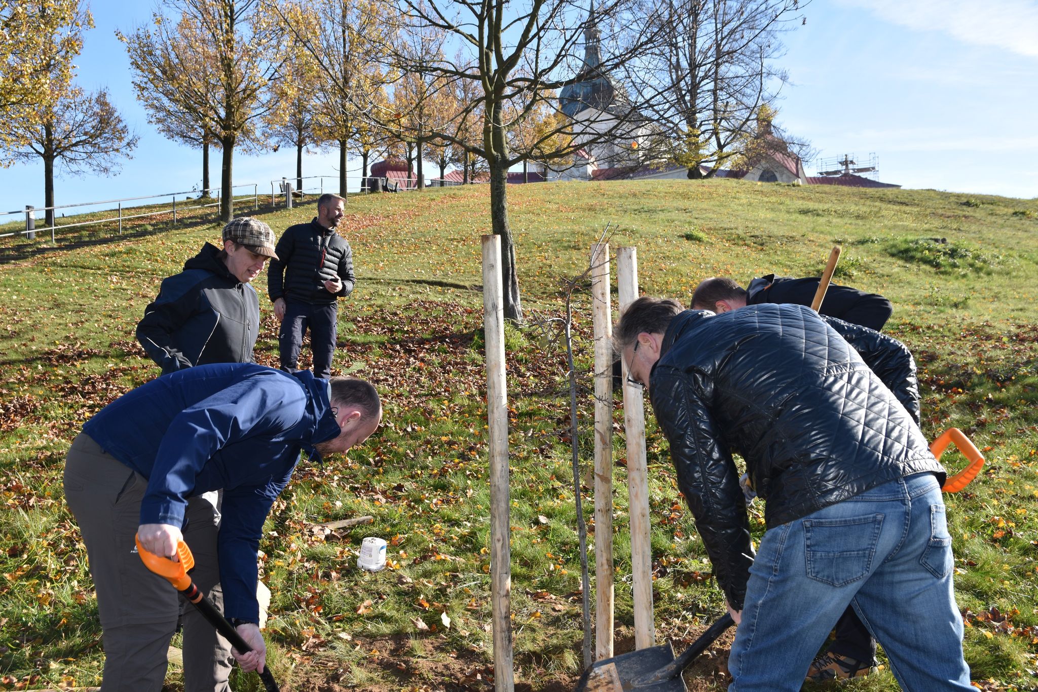 Žďár má další památný strom. Na Zelené hoře roste potomek svatováclavského dubu - 2048 x 1366 