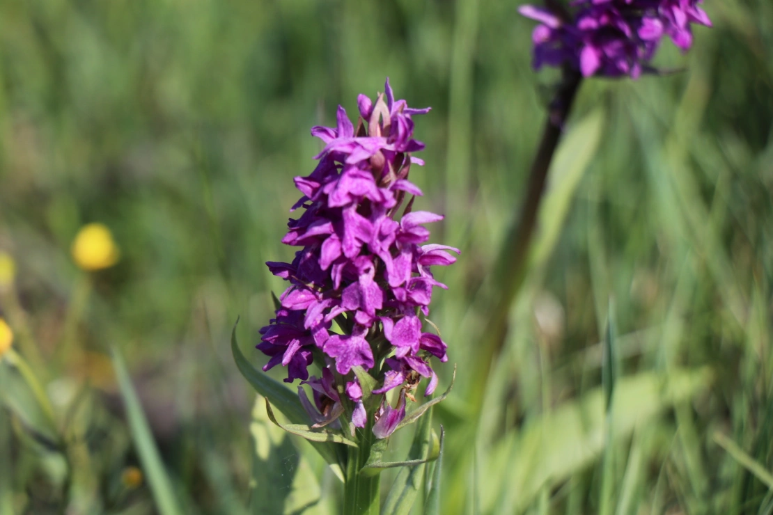 Vzácná česká orchidej právě rozkvetla. Je chráněná zákonem - 1600 x 1067 
