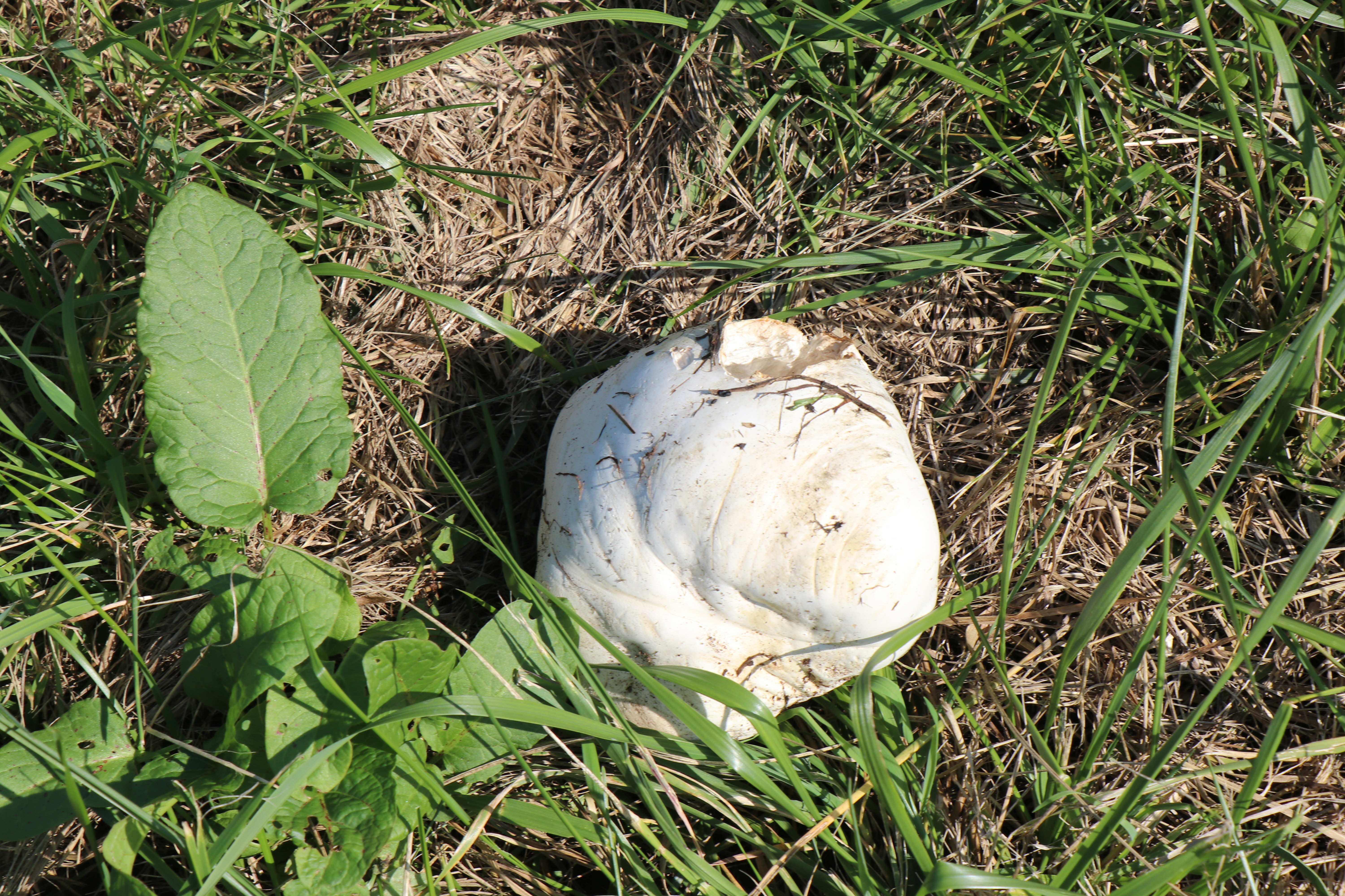 Z trávy vylézají bílí obři. Jeden vatovec zaplní houbaři celý košík - 6000 x 4000 