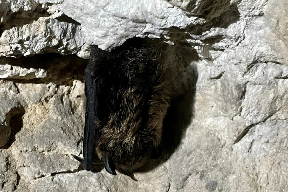 Důlní díla s úchvatnými ledovými stalagmity jsou zimovištěm netopýrů - 1536 x 1024 