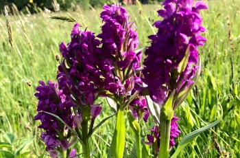 Rozkvetly orchideje Žďárských vrchů